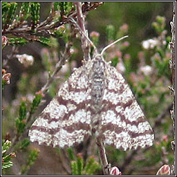 Common Heath, Ematurga atomaria