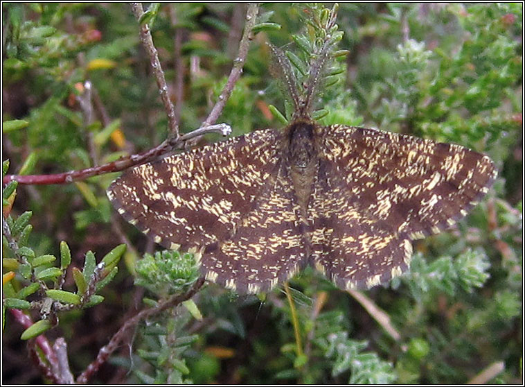 Common Heath, Ematurga atomaria