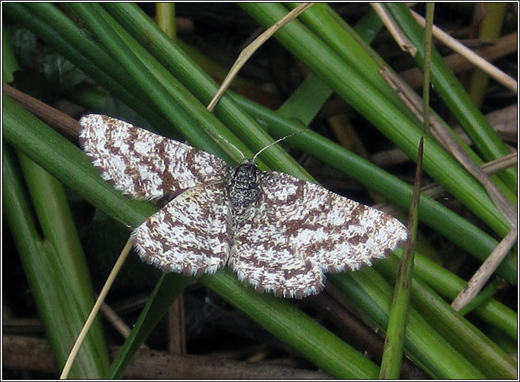 Common Heath, Ematurga atomaria