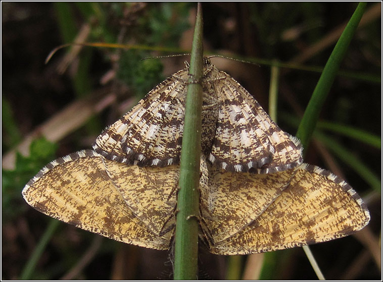 Common Heath, Ematurga atomaria