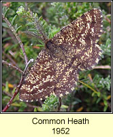 Common Heath, Ematurga atomaria