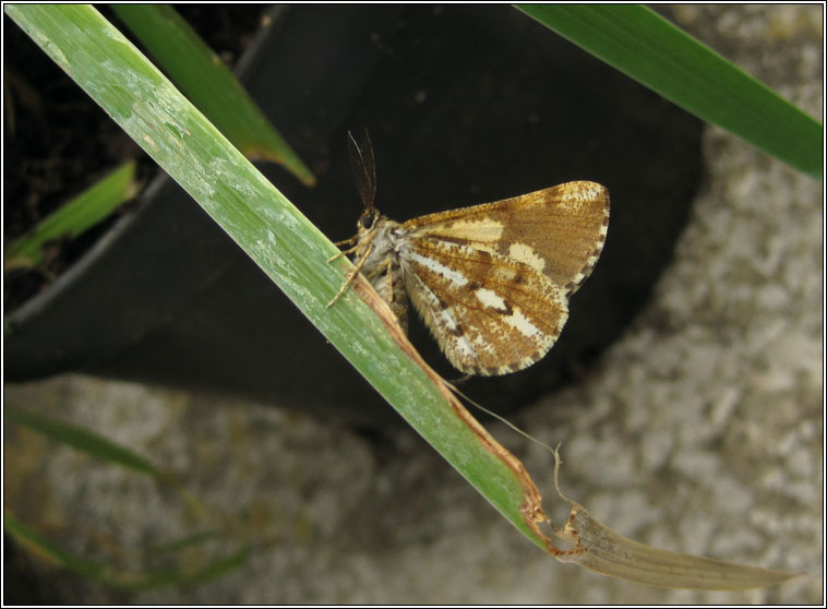 Bordered White, Bupalus piniaria