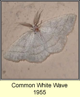 Common White Wave, Cabera pusaria