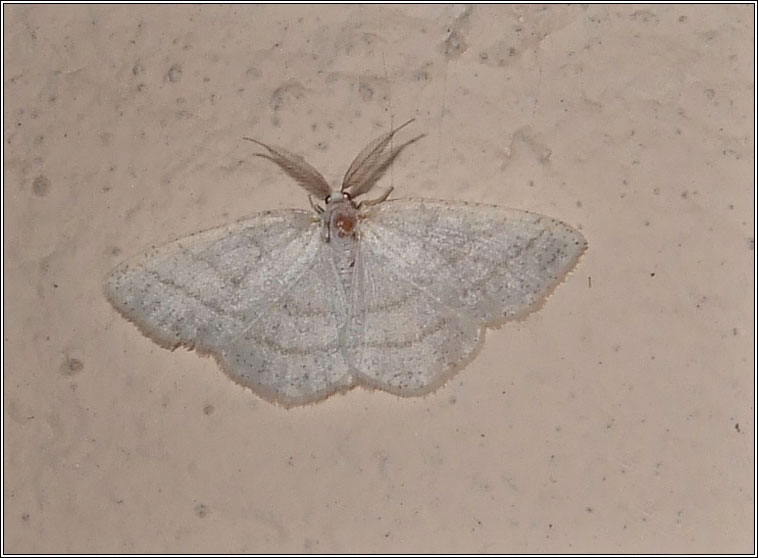 Common White Wave, Cabera pusaria