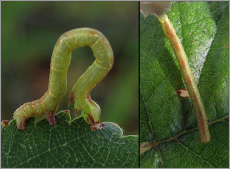 Common White Wave, Cabera pusaria