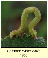 Common White Wave, Cabera pusaria