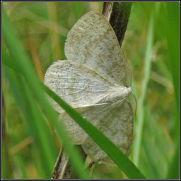 Common Wave, Cabera exanthemata