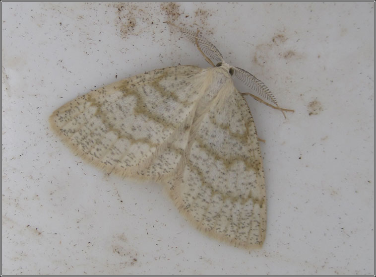 Common Wave, Cabera exanthemata