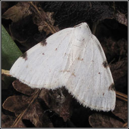 White-pinion Spotted, Lomographa bimaculata