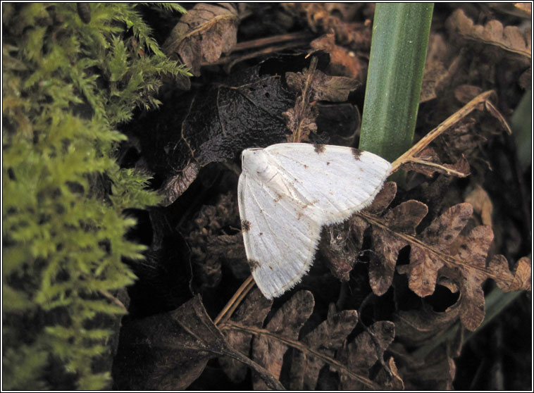 White-pinion Spotted, Lomographa bimaculata