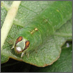 Clouded Silver, Lomographa temerata