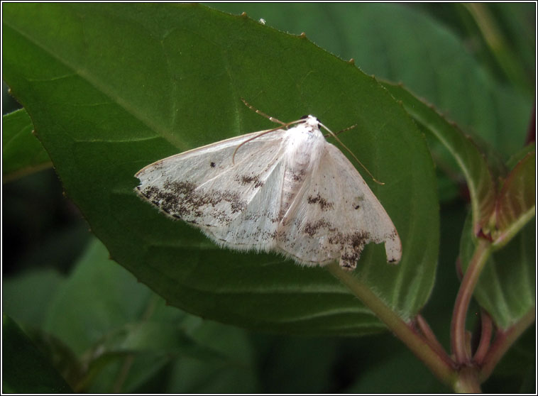 Clouded Silver, Lomographa temerata