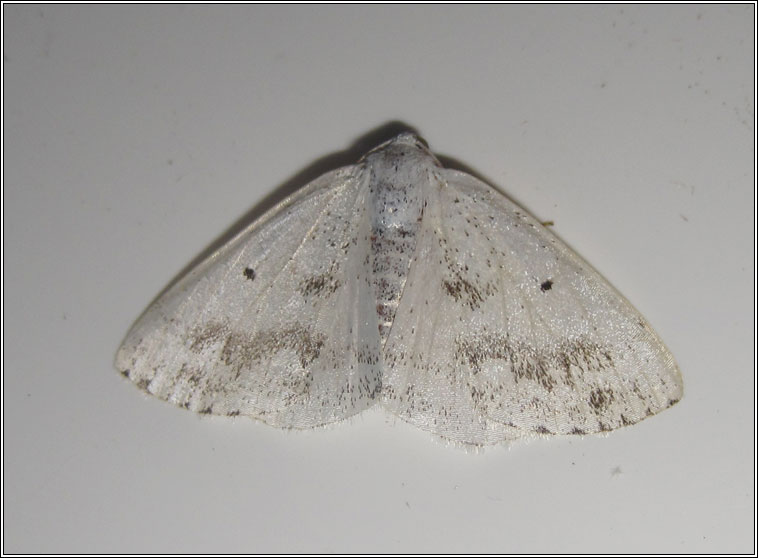 Clouded Silver, Lomographa temerata