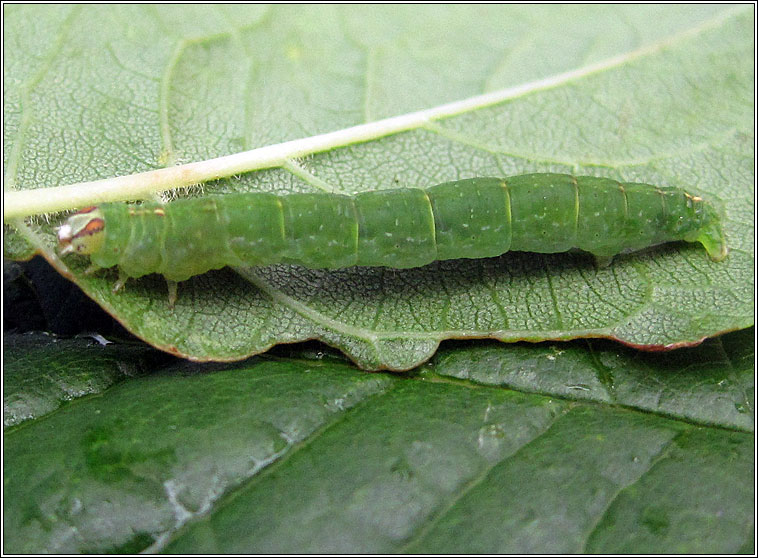 Clouded Silver, Lomographa temerata