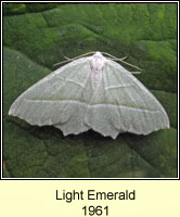 Light Emerald, Campaea margaritata