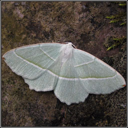 Light Emerald, Campaea margaritata