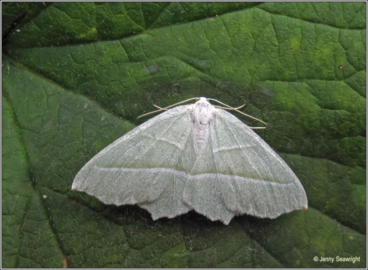 Light Emerald, Campaea margaritata