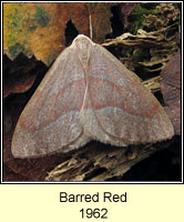 Barred Red, Hylaea fasciaria