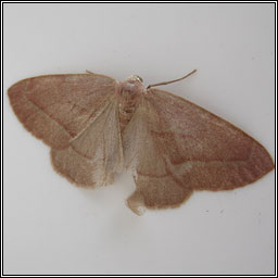 Barred Red, Hylaea fasciaria