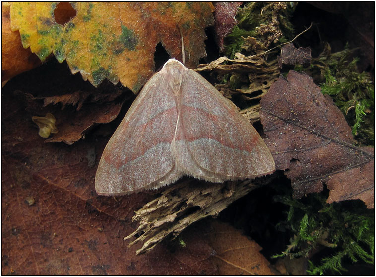 Barred Red, Hylaea fasciaria