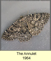 Annulet, Charissa obscurata