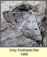 Grey Scalloped Bar, Dyscia fagaria