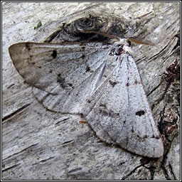 Grey Scalloped Bar, Dyscia fagaria