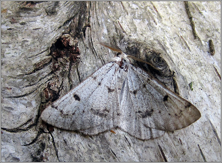 Grey Scalloped Bar, Dyscia fagaria