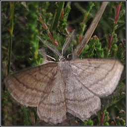 Grass Wave, Perconia strigillaria