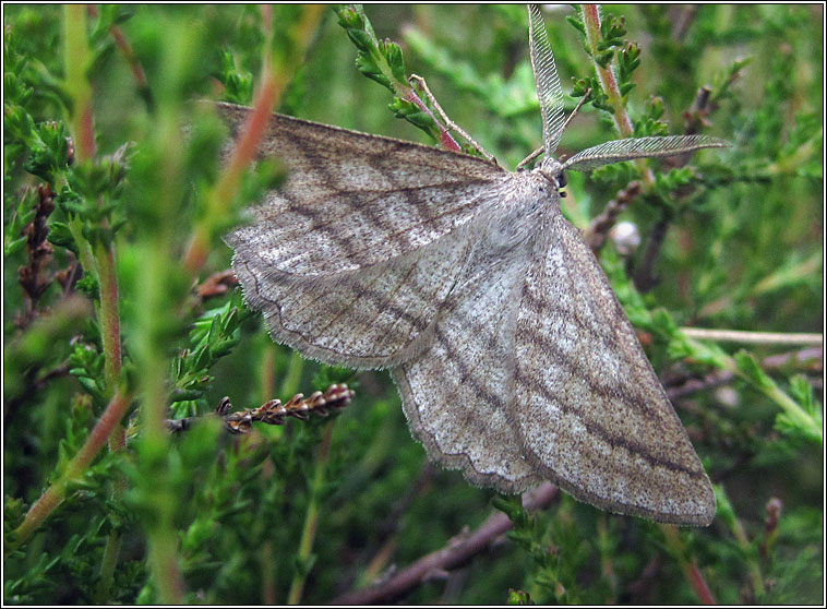 Grass Wave, Perconia strigillaria