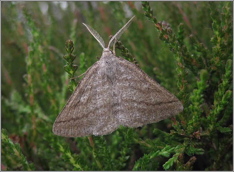 Grass Wave, Perconia strigillaria