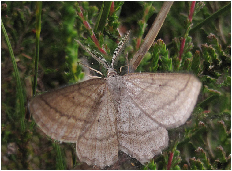 Grass Wave, Perconia strigillaria