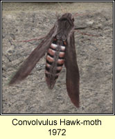 Convolvulus Hawk-moth, Agrius convolvuli