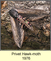 Privet Hawk-moth, Sphinx ligustri