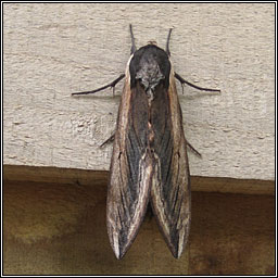 Privet Hawk-moth, Sphinx ligustri