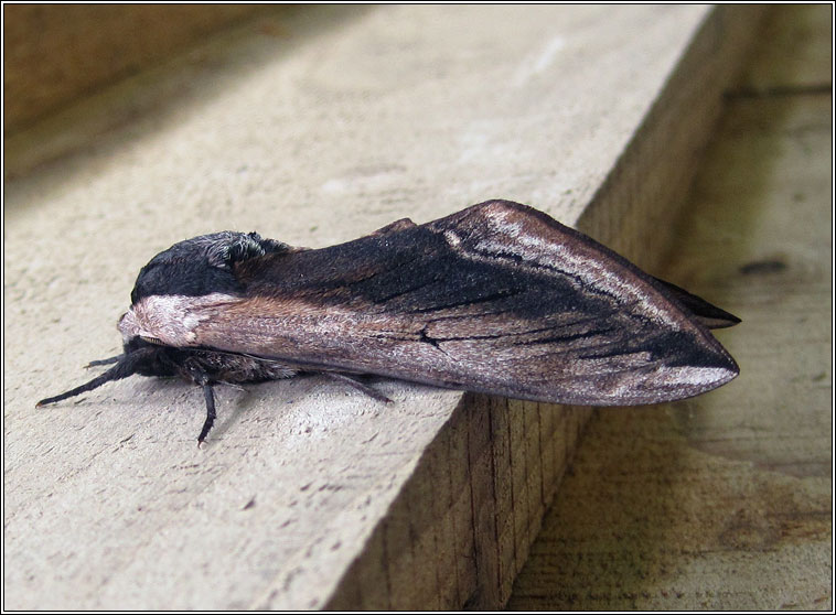 Privet Hawk-moth, Sphinx ligustri