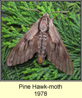 Pine Hawk-moth, Hyloicus pinastri