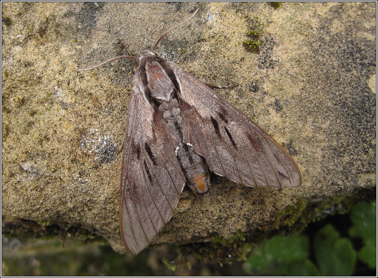 Pine Hawk-moth, Hyloicus pinastri