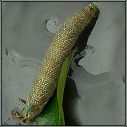 Lime Hawk-moth, Mimas tiliae