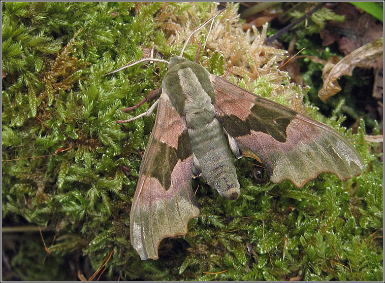 Lime Hawk-moth, Mimas tiliae