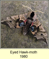 Eyed Hawk-moth, Smerinthus ocellata