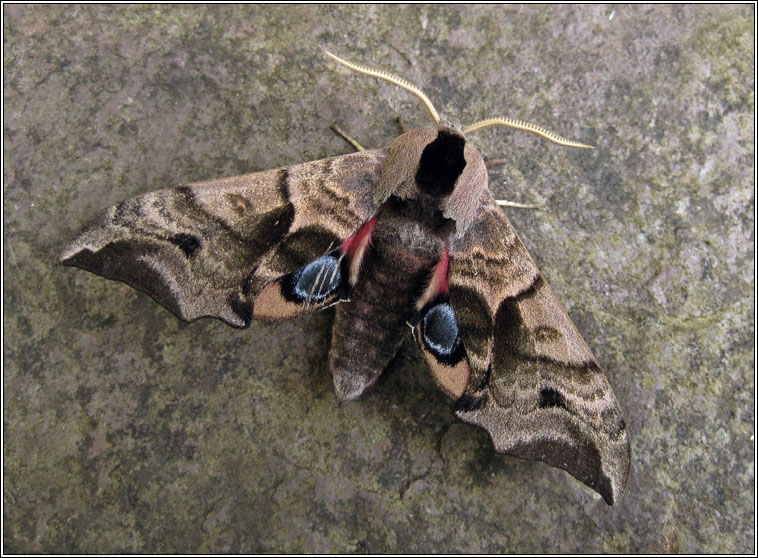 Eyed Hawk-moth, Smerinthus ocellata