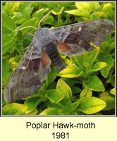 Poplar Hawk-moth, Laothoe populi