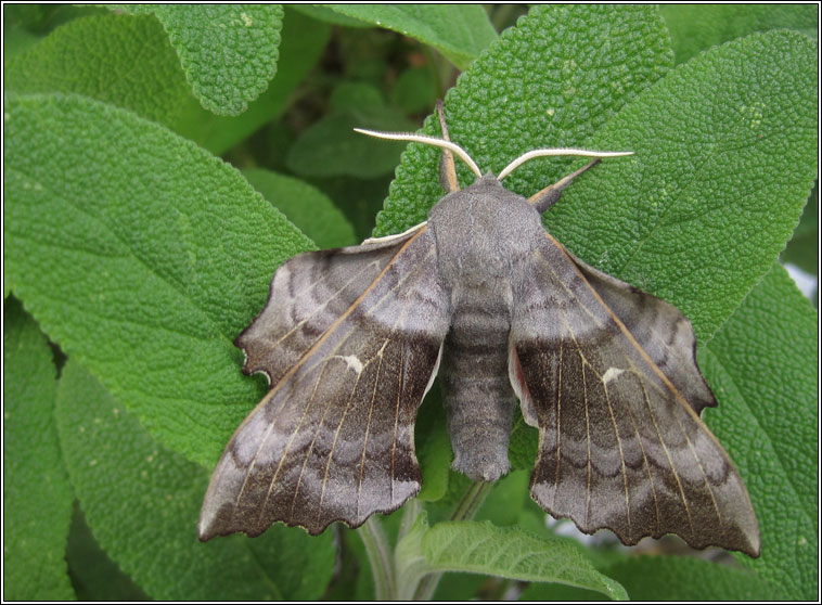 Poplar Hawk-moth, Laothoe populi