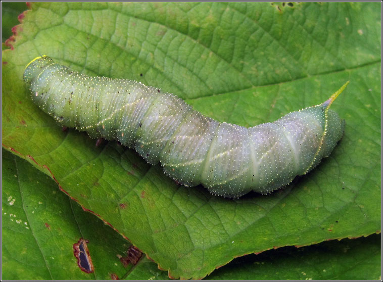 Poplar Hawk-moth, Laothoe populi