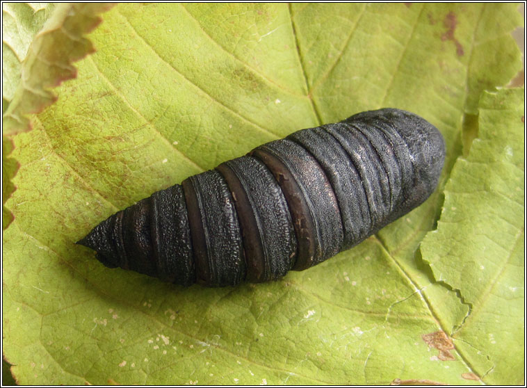 Poplar Hawk-moth, Laothoe populi