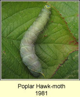 Poplar Hawk-moth, Laothoe populi