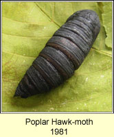 Poplar Hawk-moth, Laothoe populi