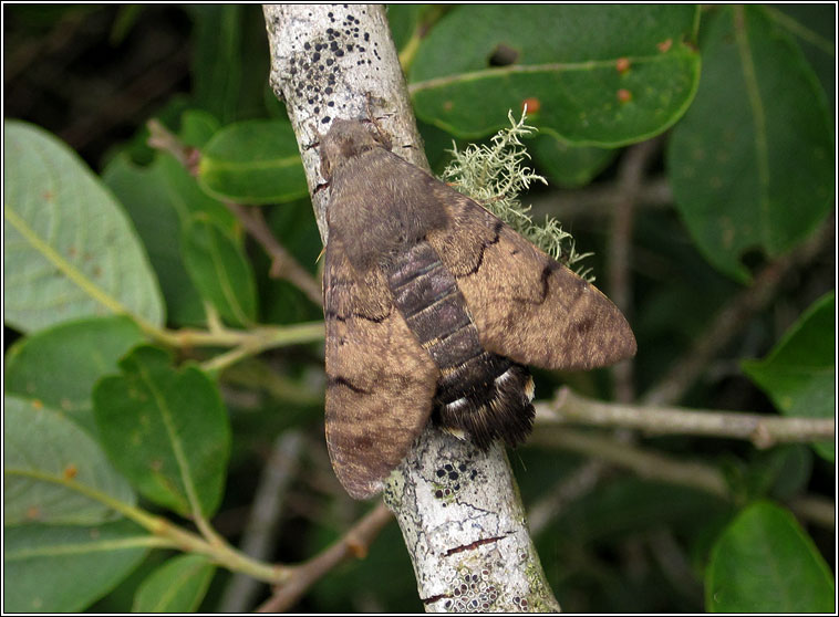 Hummingbird Hawk-moth, Macroglossum stellatarum