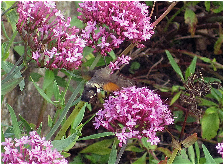 Hummingbird Hawk-moth, Macroglossum stellatarum